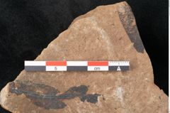 Foto (Detailansicht) von Plantae indet.  (NHMW-GEO-2024-0188-11532)